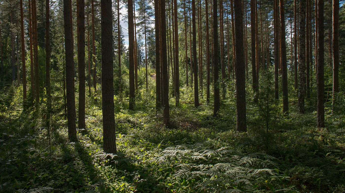 rural-explorer-oWS_3i0Y5sI-unsplash-aspect-ratio-16-9