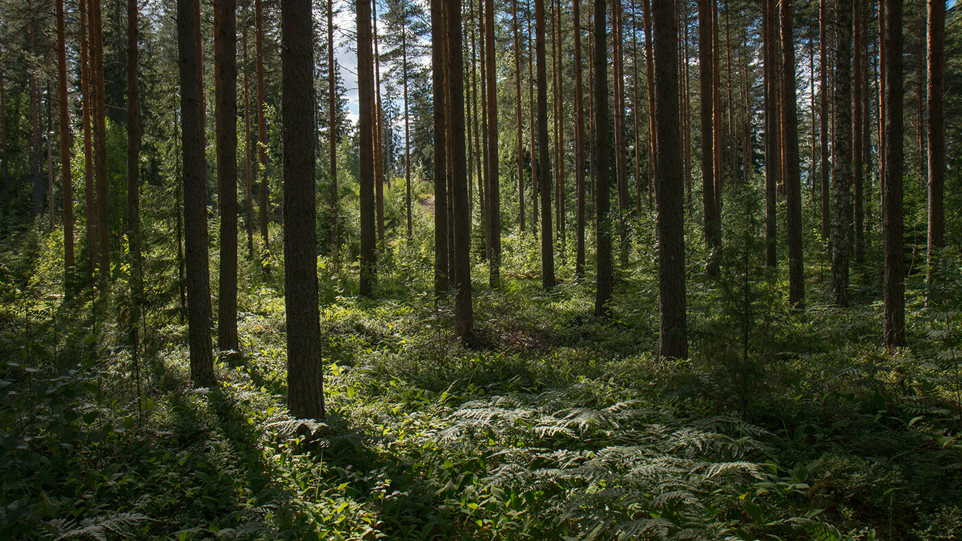 rural-explorer-oWS_3i0Y5sI-unsplash-aspect-ratio-16-9